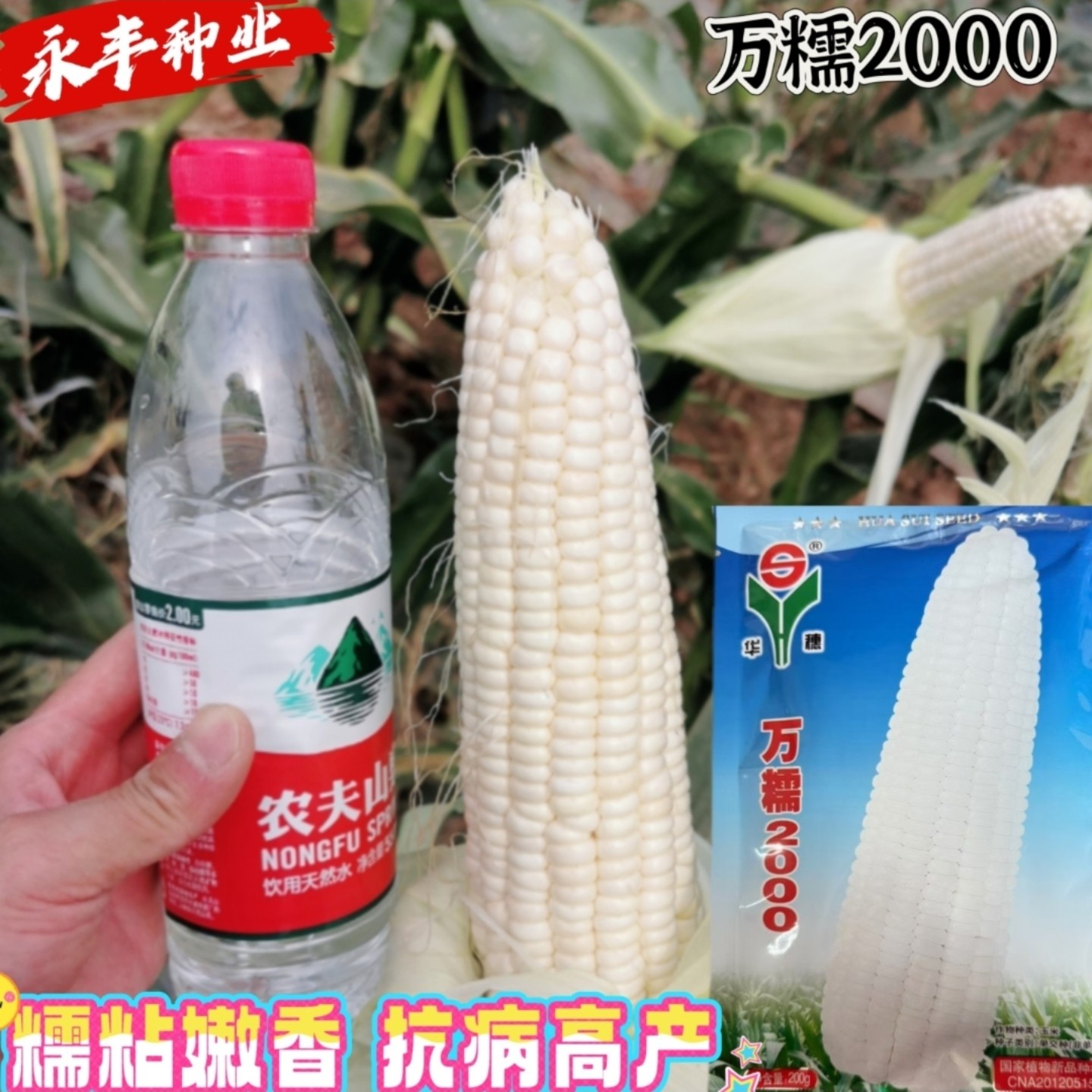 华穗万糯2000玉米种子白甜糯清香粘软籽粒白色皮薄无渣玉米籽春播