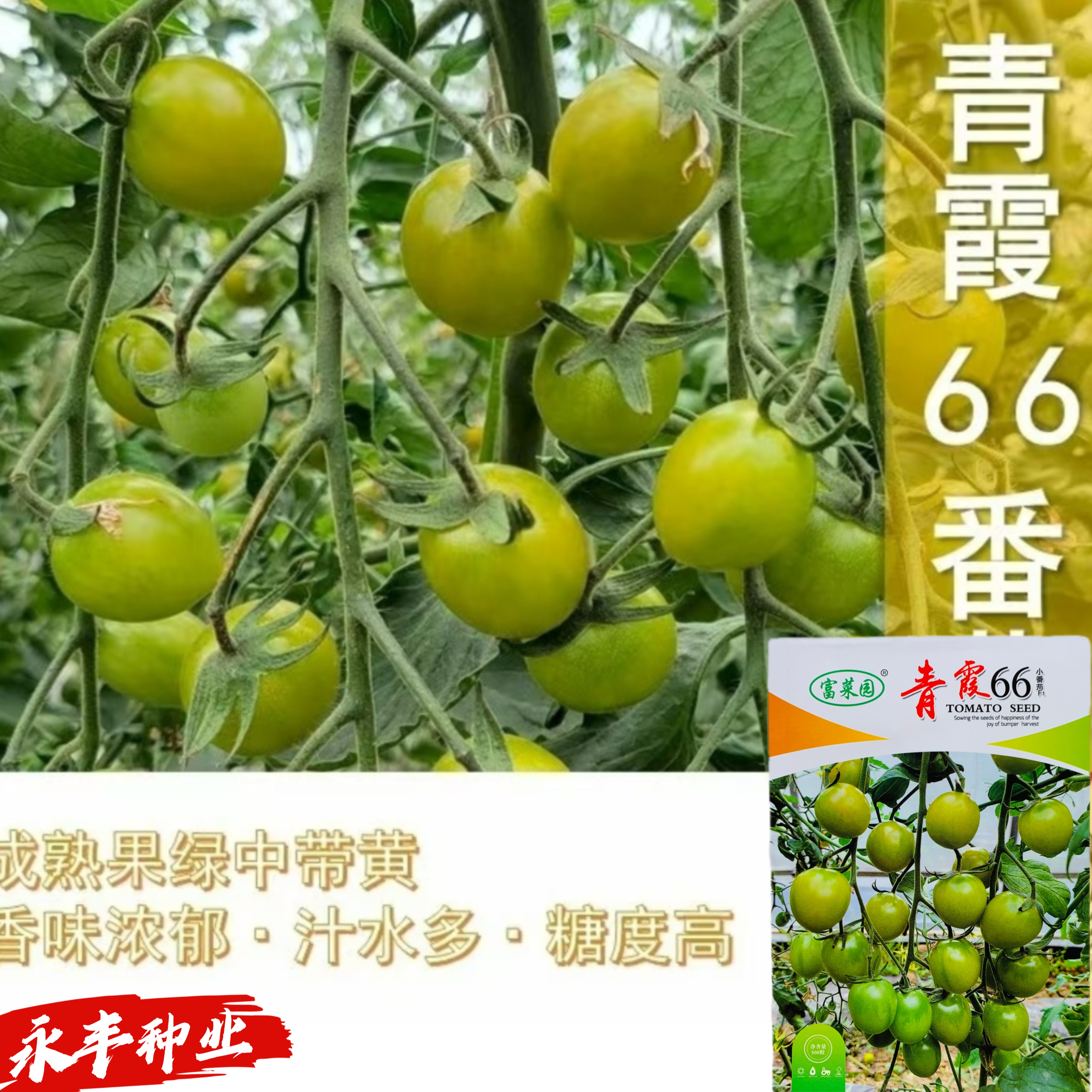 青霞66樱桃番茄种子早熟果绿中带黄西红柿种籽春秋青柿子蔬菜种孑