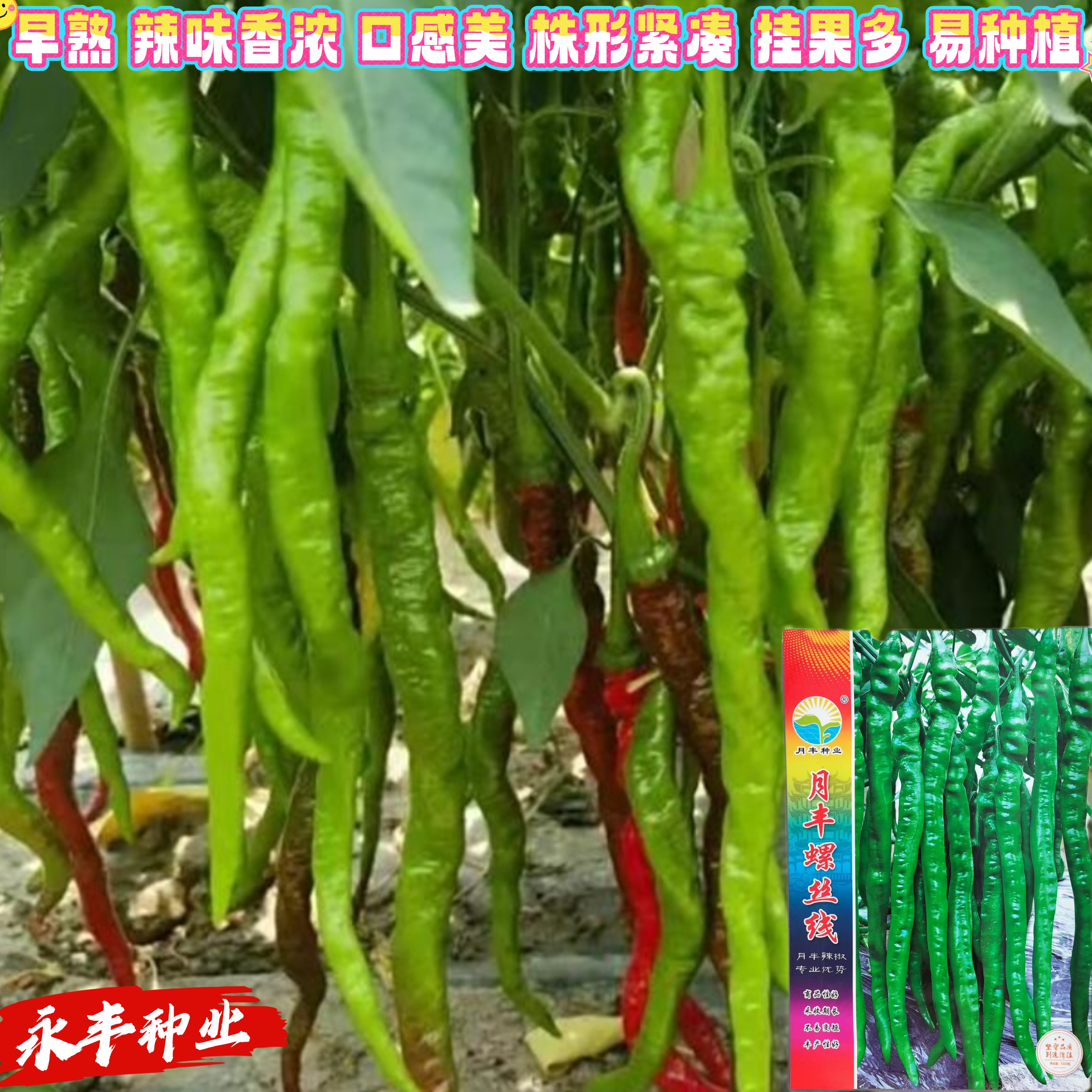 月丰螺丝线辣椒种子早熟杂交一代长果型线椒辣味香浓口感好辣椒种