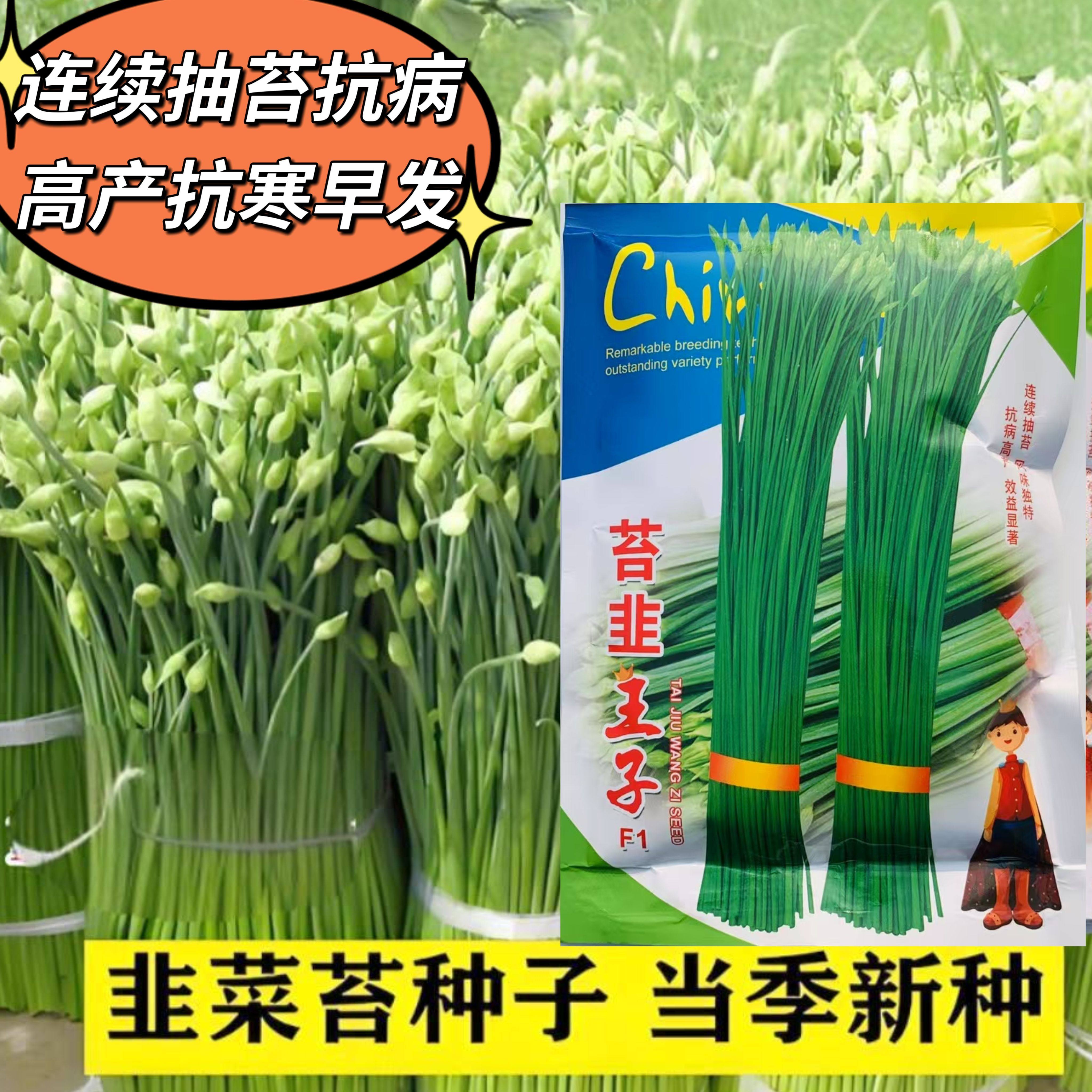 苔韭王子韭菜苔种子春夏秋播叶苔兼用型蔬菜种籽丰产抗寒韭菜种孑
