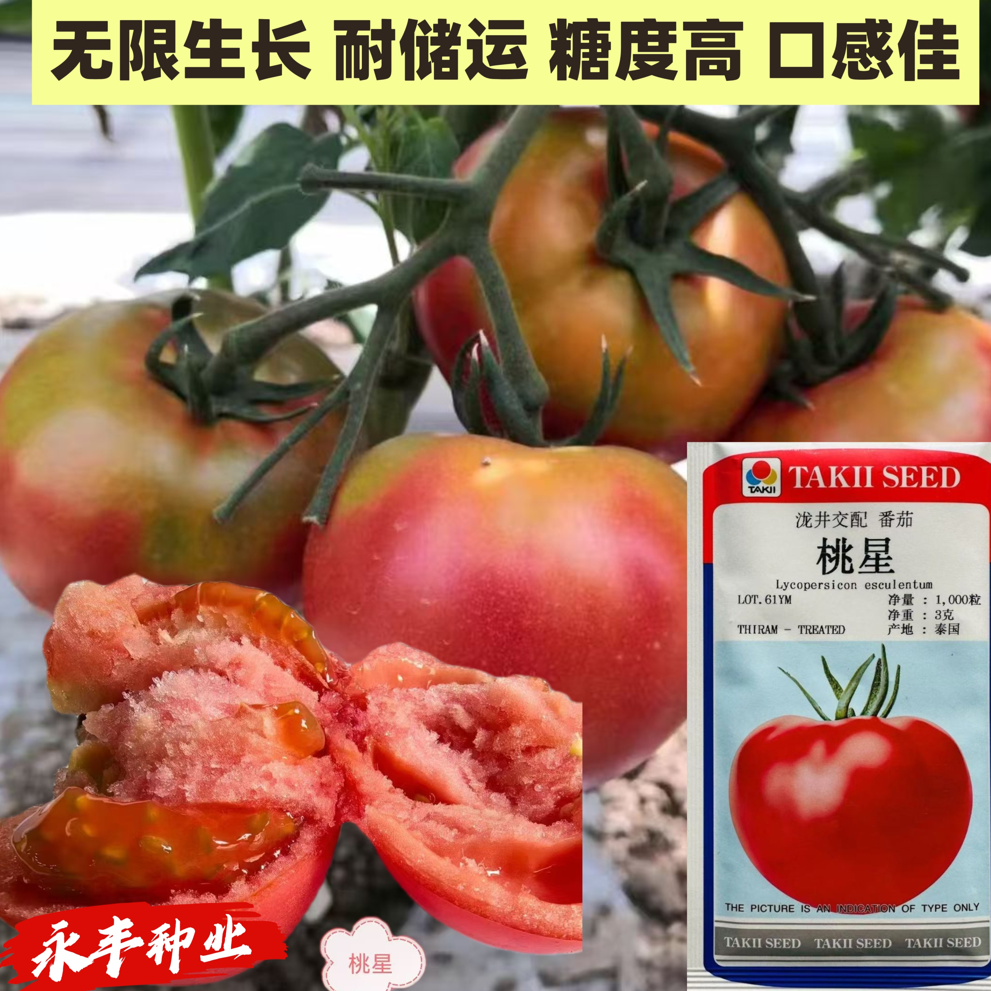 桃星番茄种子无限生长口感好糖度高无限生长型西红柿种籽春秋播种