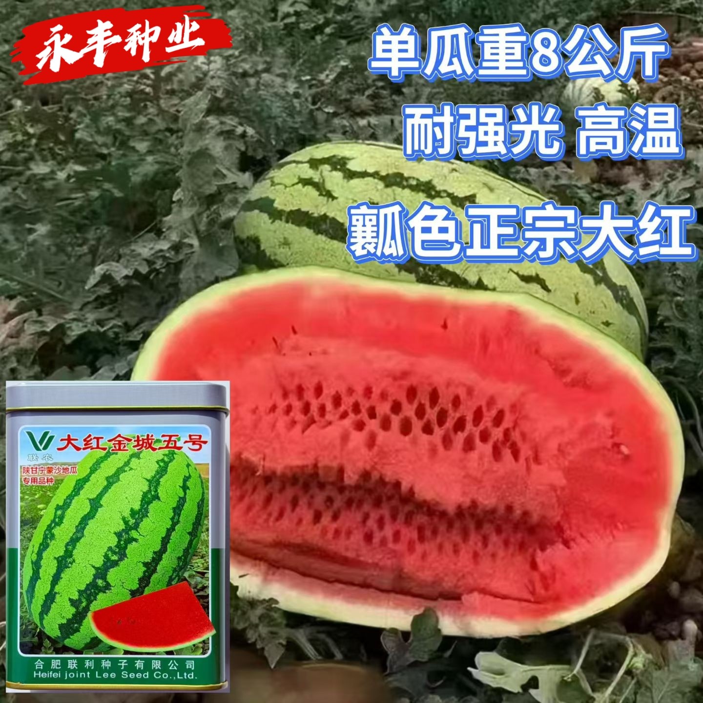 大红金城五号西瓜种子高产特大巨型西瓜红瓤甜度高抗裂皮薄耐运输