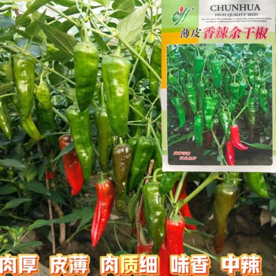 薄皮香辣余干椒正品肉厚辣椒种子中辣可口小辣椒青椒种籽商品性好