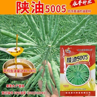 陕油5005油菜种子甘蓝型杂交高产抗病耐寒矮杆油菜籽非转基因油菜