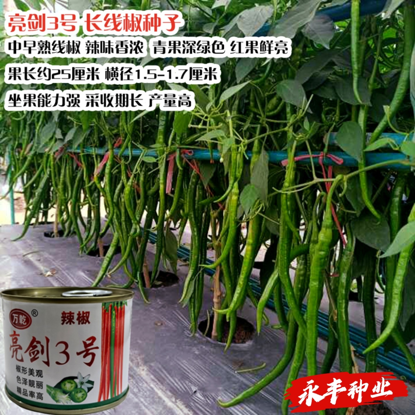 新品种亮剑3号辣椒种子果实细长羊角椒高产抗病抗逆性强春秋线椒