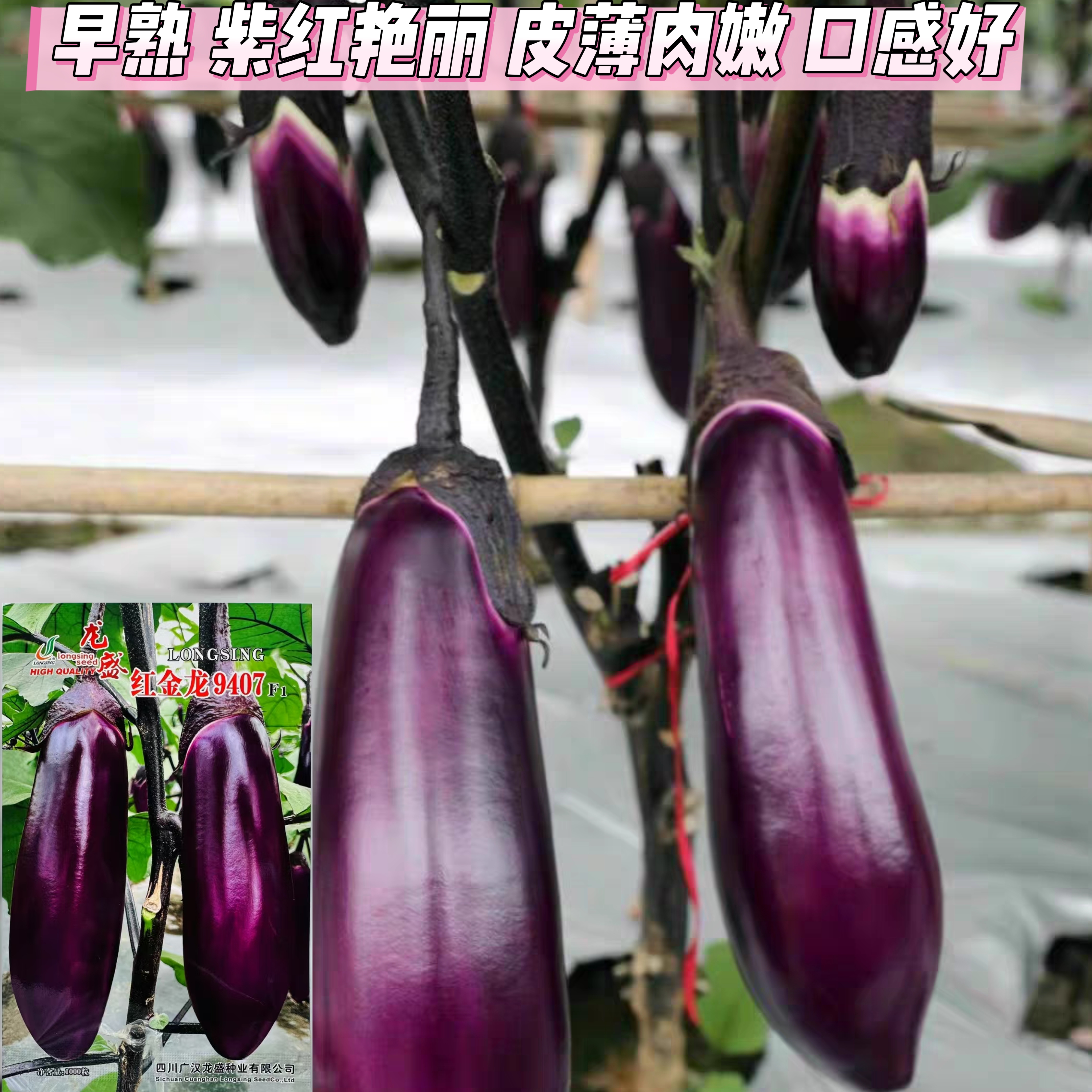 龙盛红金龙9407茄子种子紫红长茄种籽春秋播紫茄子种籽蔬菜籽南北