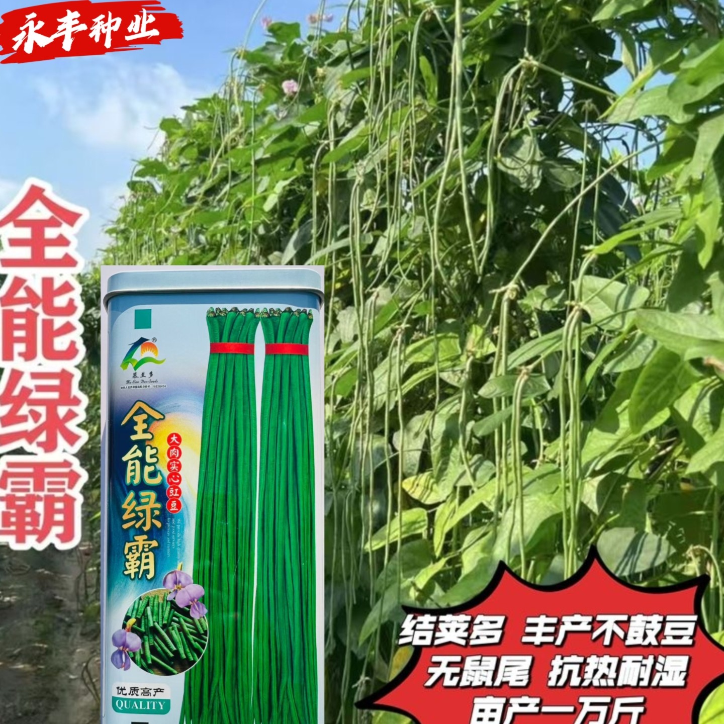 全能绿霸豇豆种子早熟高产耐热耐寒抗病强豆角种子庭院阳台盆栽