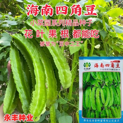 海南四棱豆四角豆种子农家田园春秋季播高产四棱豆杨桃龙豆皇帝豆