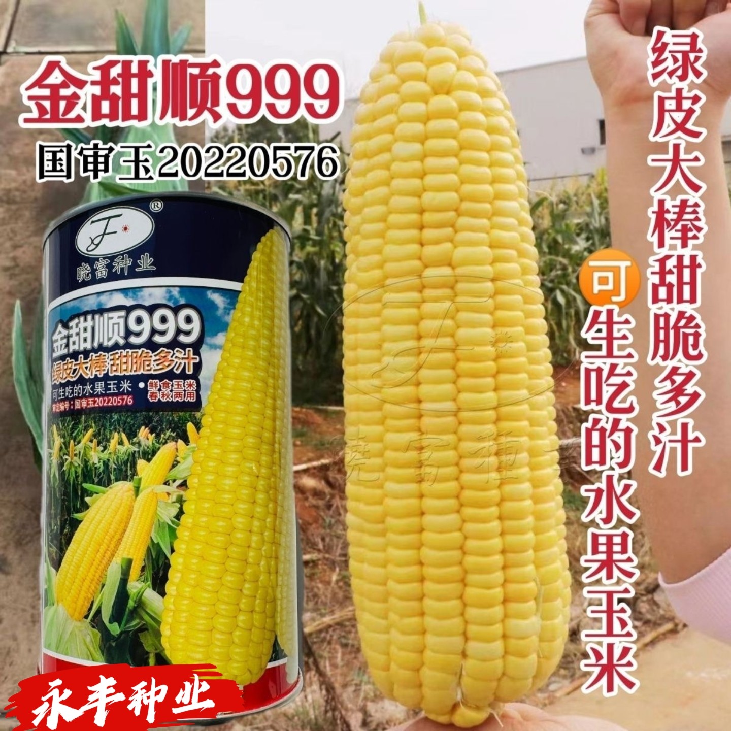金甜顺999玉米种籽脆甜多汁鲜食水果玉米种子春秋高产大棒甜苞米