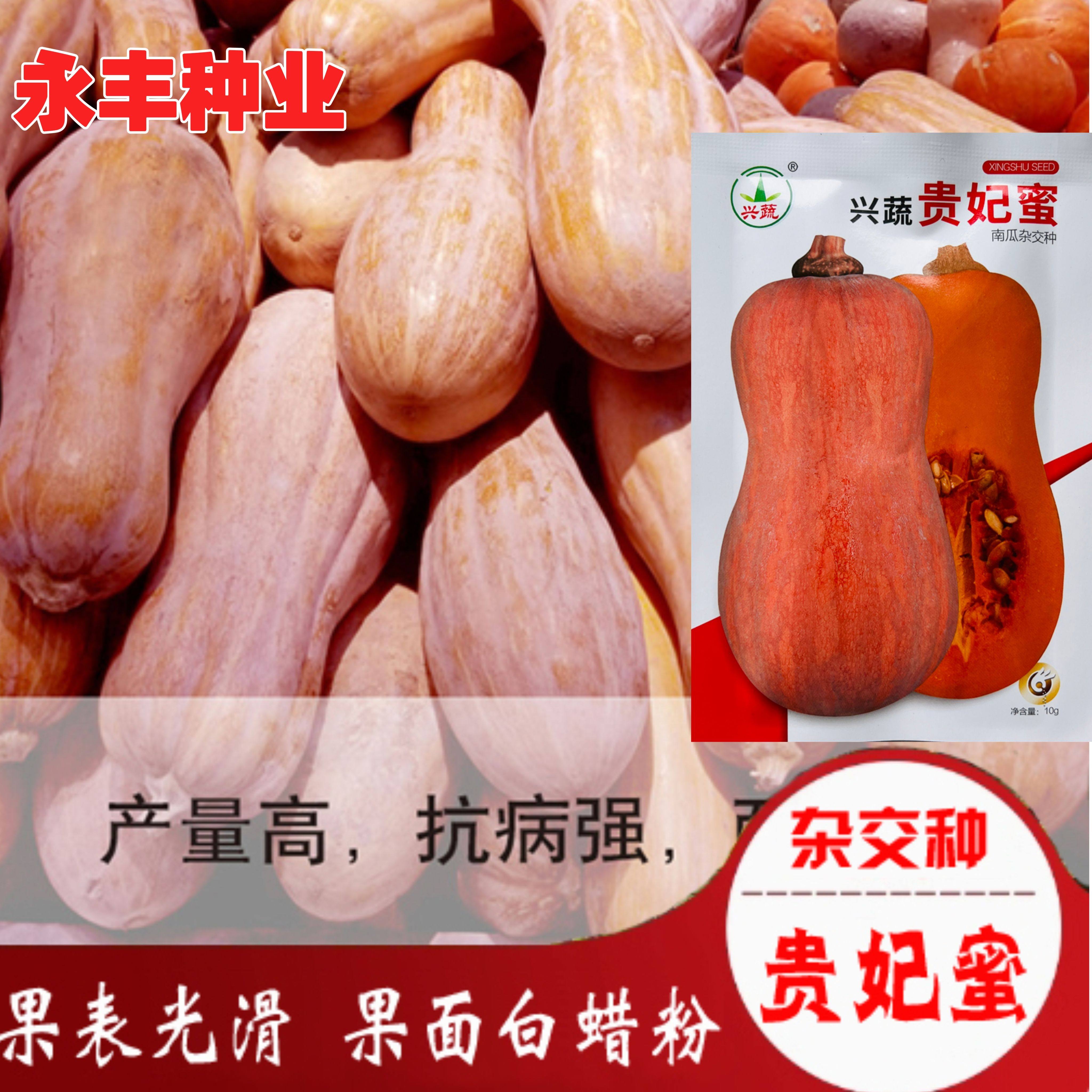 兴蔬贵妃蜜南瓜种子高产早熟甜面南瓜耐贮运春秋冬庭院农田蔬菜籽