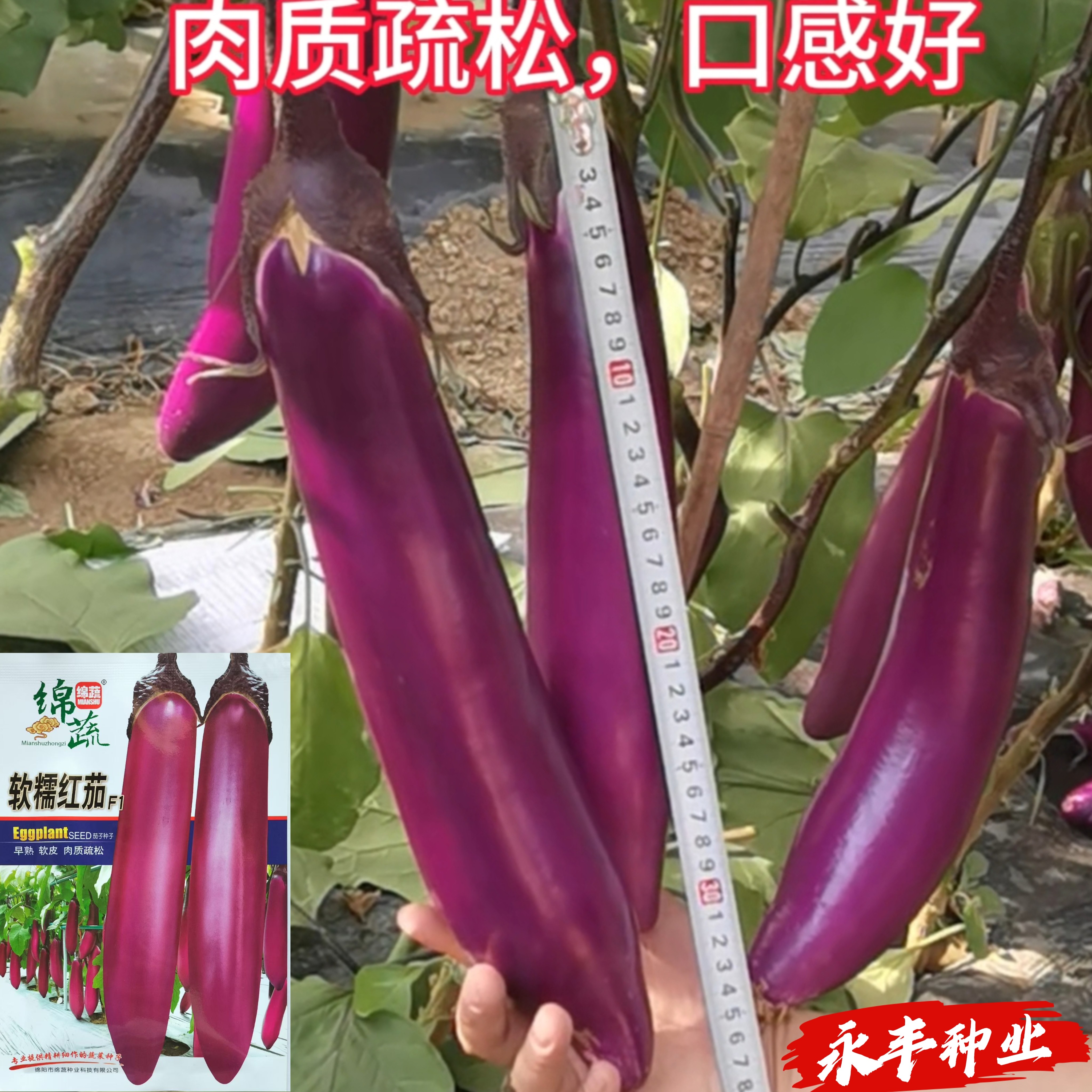 绵蔬软糯红茄种子早熟软皮红茄子种籽耐寒紫红茄子顺直高温不变色