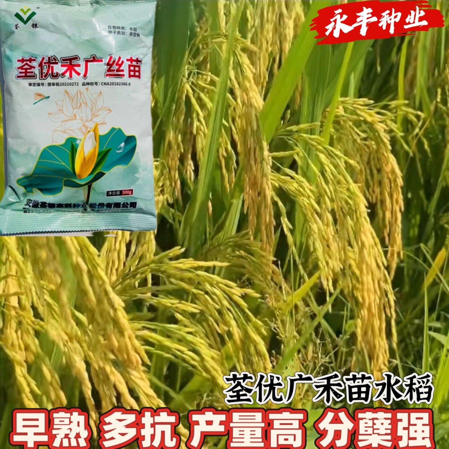 荃优禾广丝苗三系杂交水稻种子早熟多抗高产分蘖强家春播育苗种孑