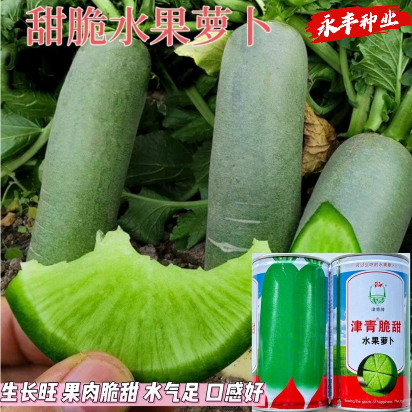 津青脆甜水果萝卜种子四季早熟高产天津沙窝青萝卜种籽阳台盆栽