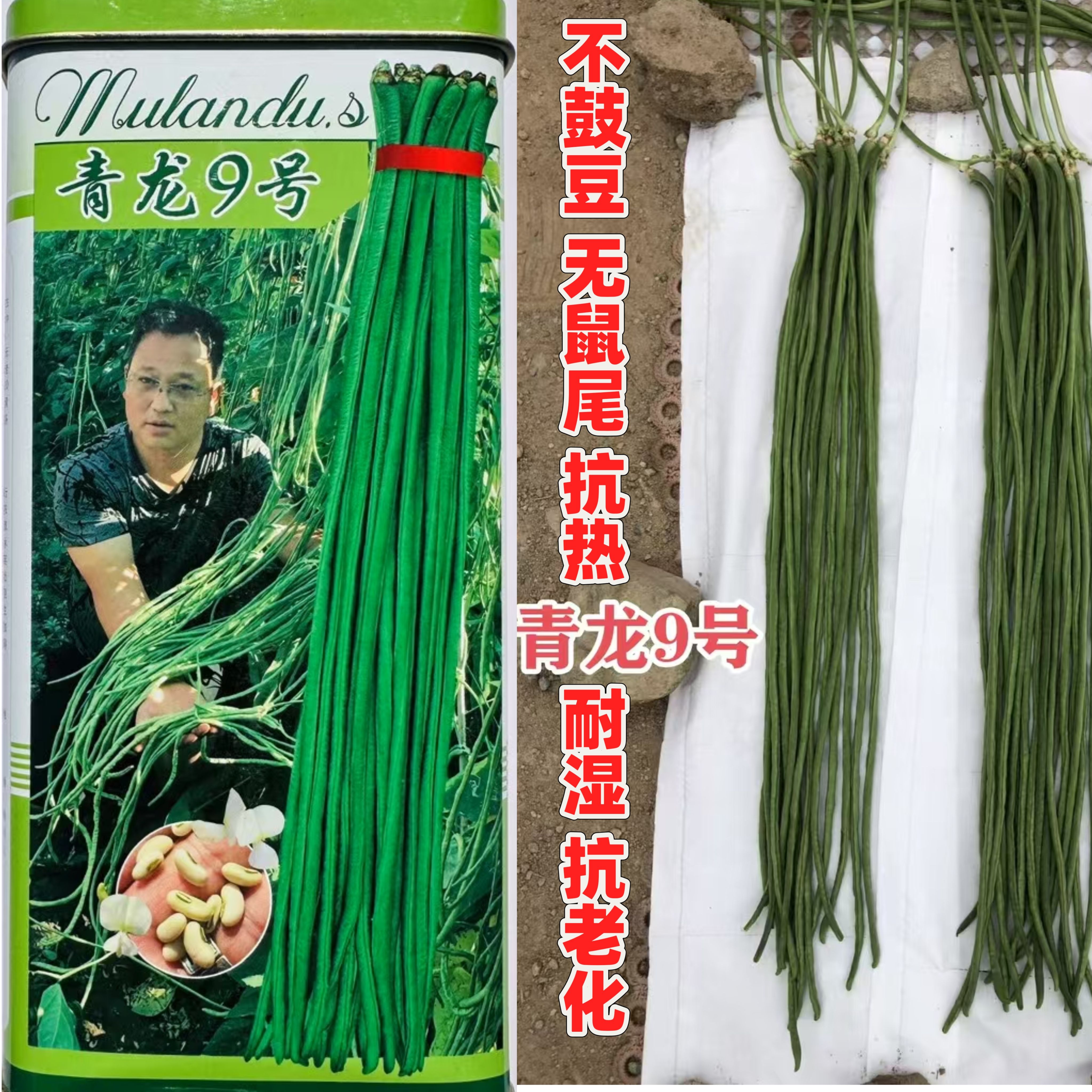 青龙9号豇豆种子早熟高产耐热耐寒抗病强长豆角种子庭院阳台盆栽