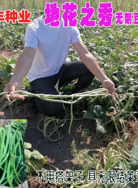 地花之秀无架豆种子肉厚质细纤维少豇豆籽抗逆性强耐热抗旱地豆种