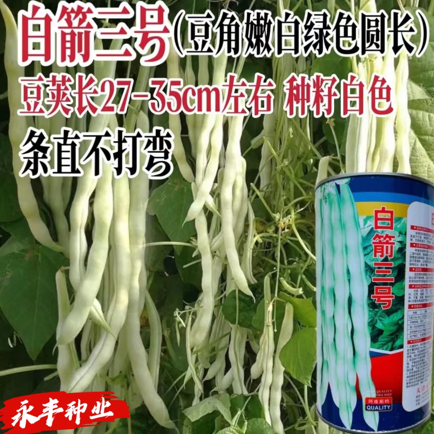 白箭三号芸豆种子早熟高产抗病白花种籽嫩荚白绿色白豆角种