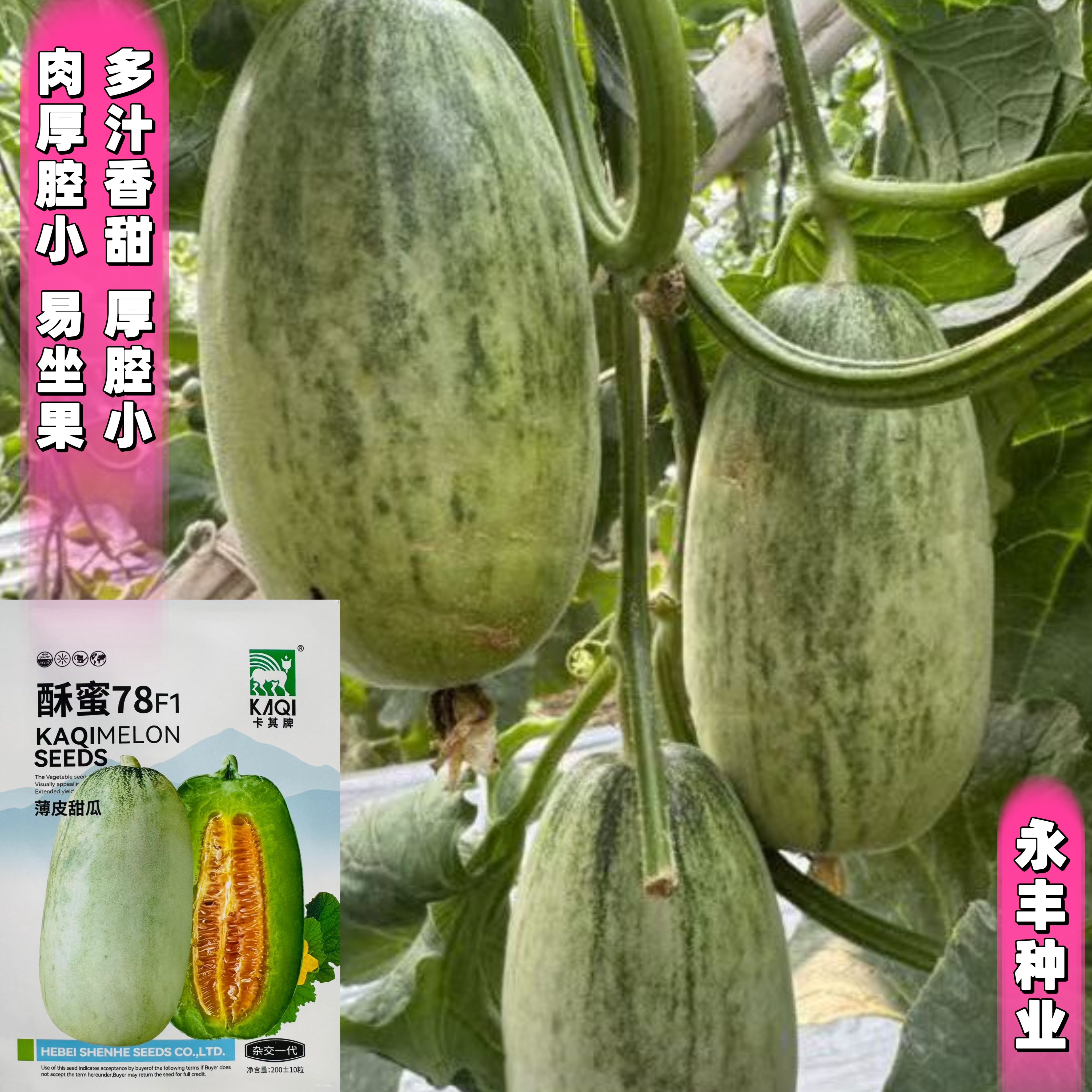 酥蜜78薄皮甜瓜种子白皮淡黄瓤肉厚腔小香甜多汁耐贮香瓜种籽高产