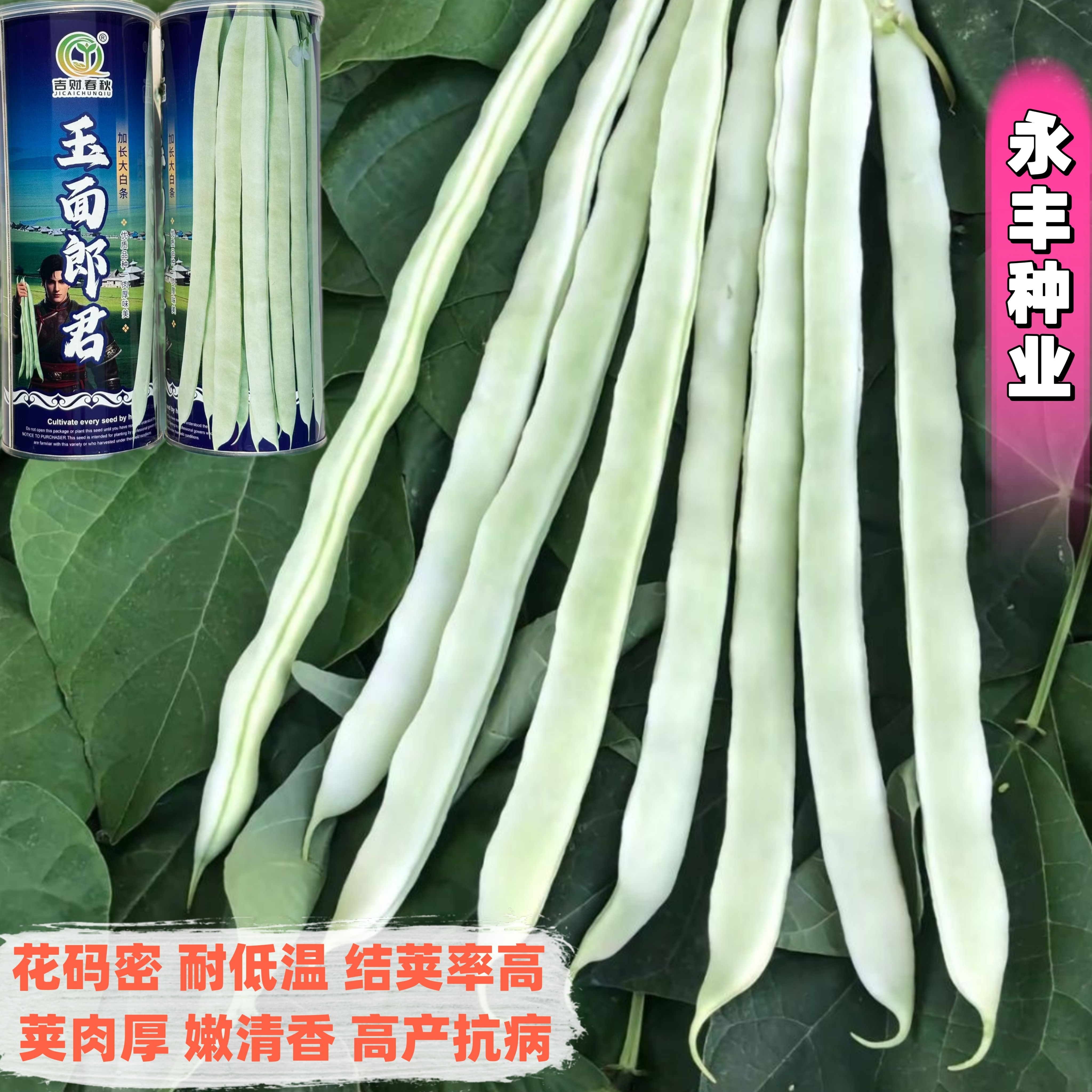 玉面郎君加长大白条豆角种子早熟高产长势强高抗病嫰荚青白色芸豆