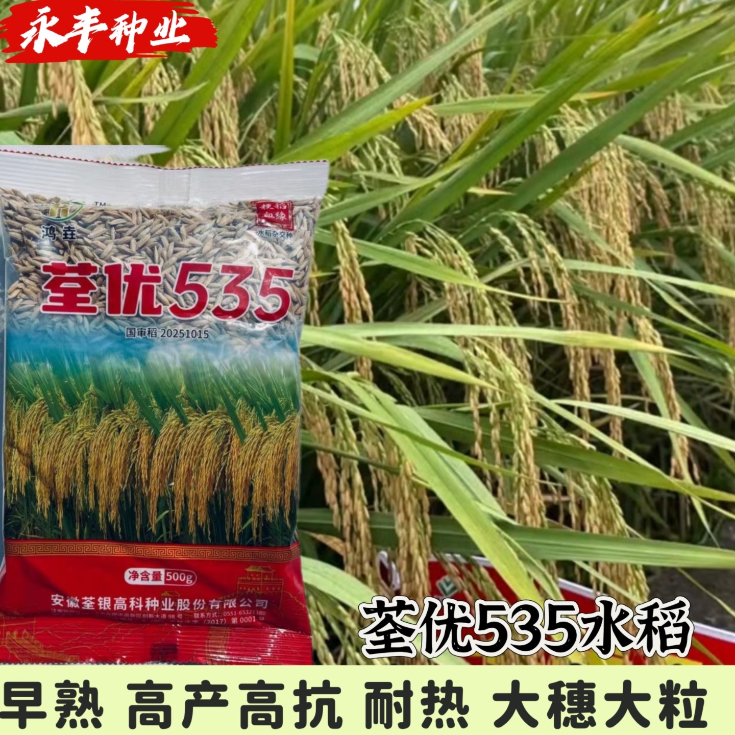 荃优535国审杂交水稻种子高产抗病抗倒伏抗病耐高温优质稻谷种籽