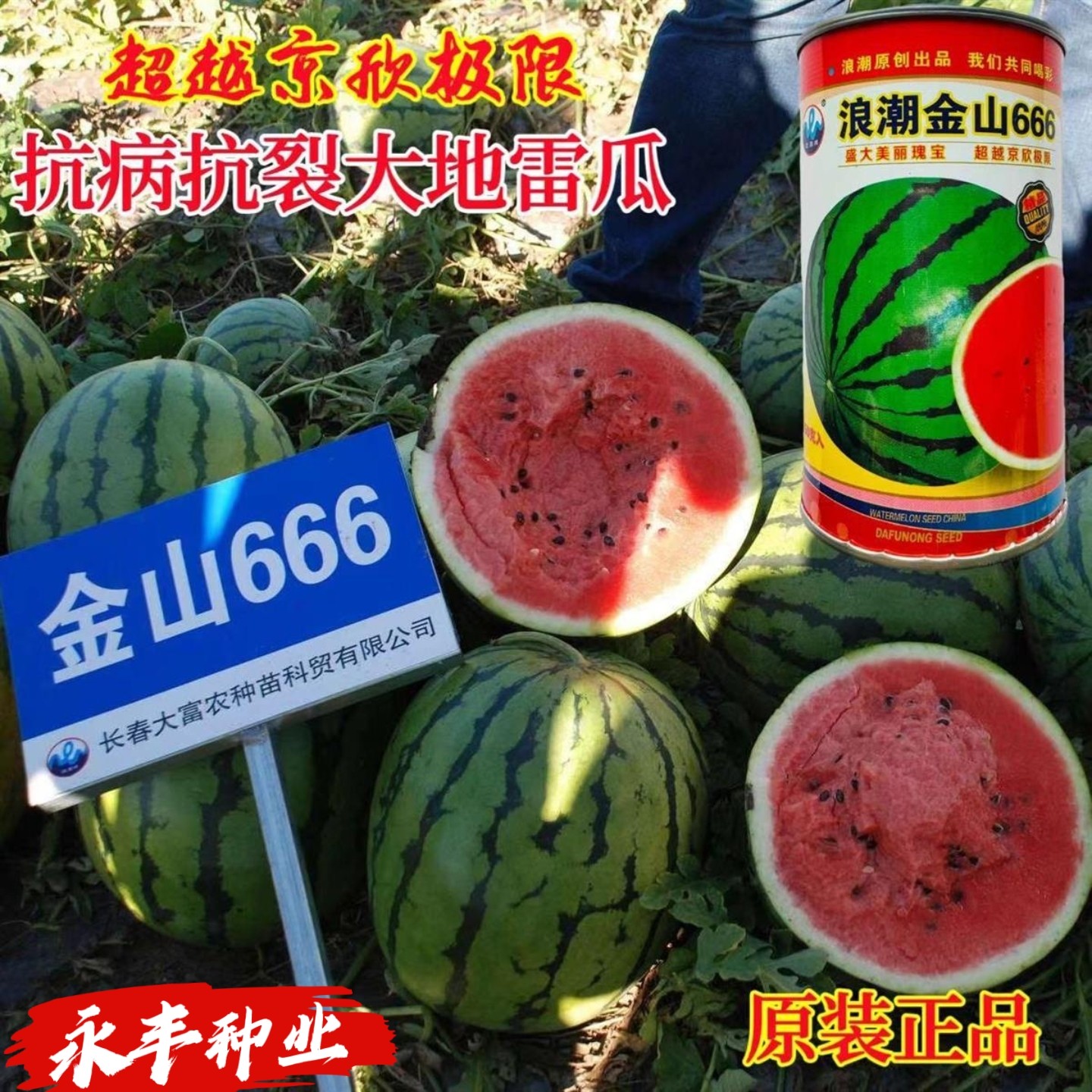 浪潮金山666/999西瓜种子早熟大地雷高糖红瓤多汁抗病抗裂小黑籽