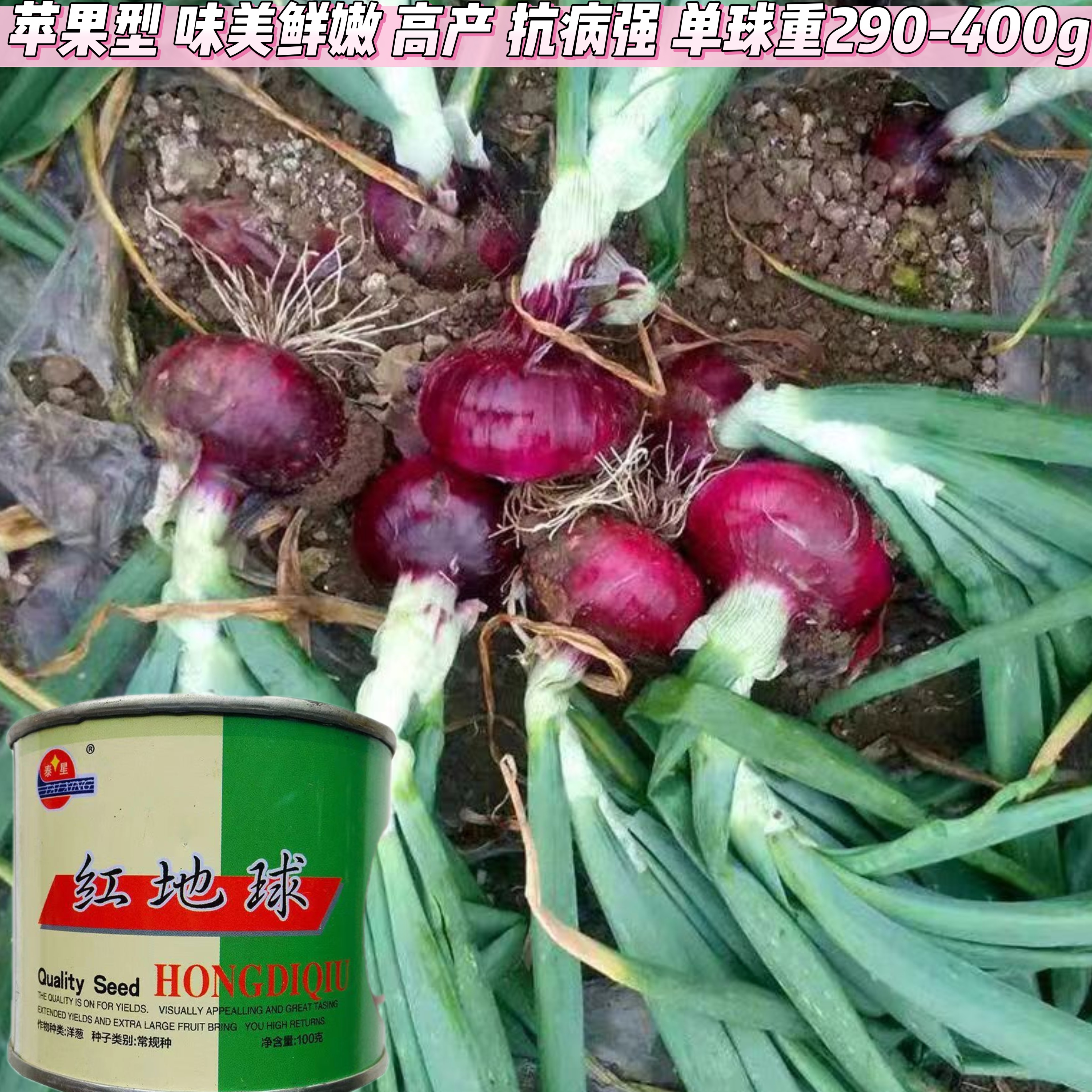 红地球红洋葱种子种籽种植苗特大圆葱耐寒紫皮秧苗葱种孑蔬菜种子