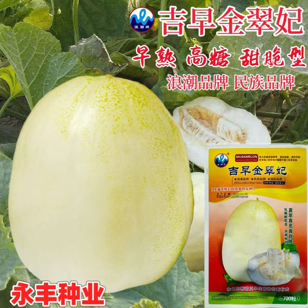 吉早金翠妃甜瓜种子东北抗病白瓤甜瓜糖度19甜脆水果春播蔬菜种子