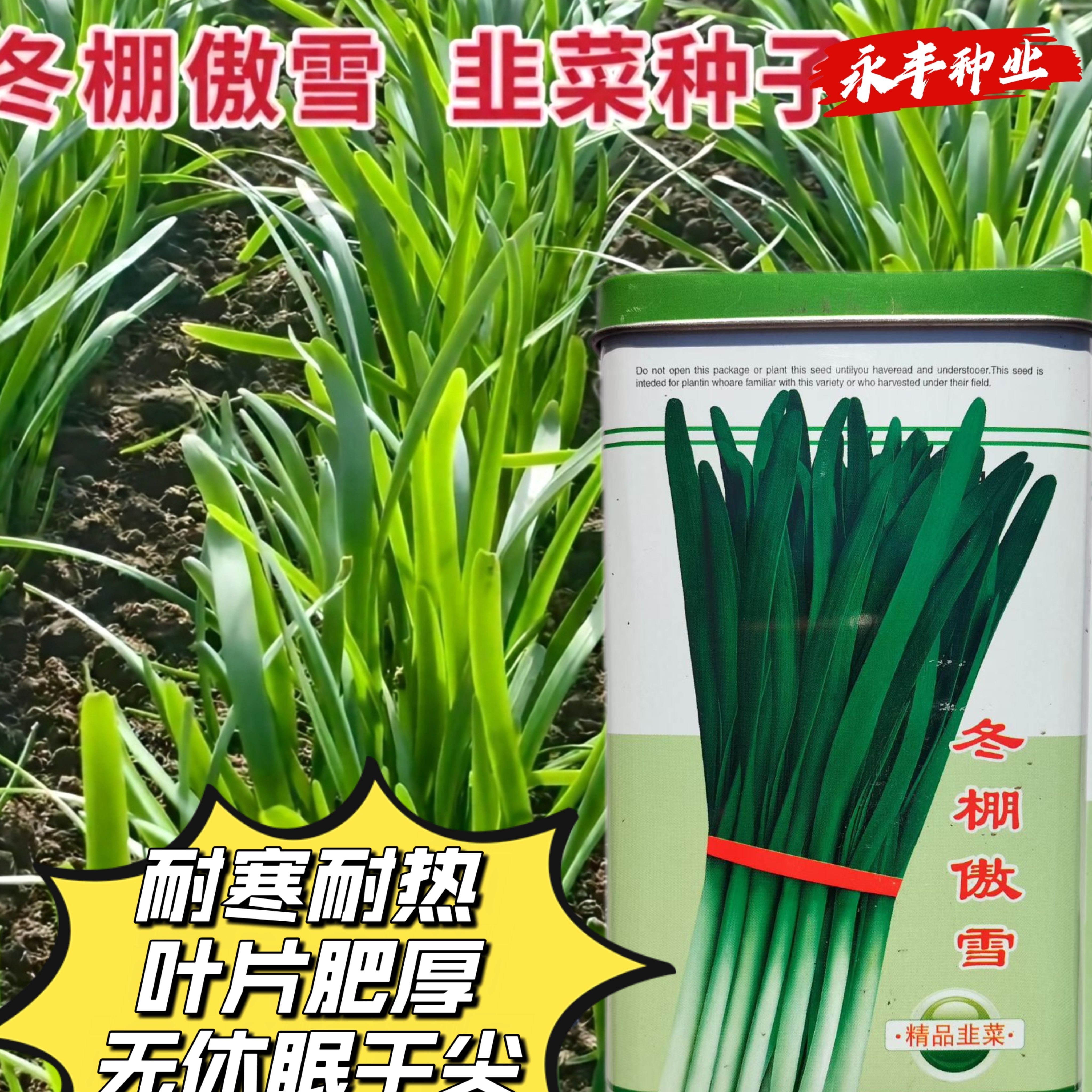 冬棚傲雪韭菜种子抗寒抗病高产蔬菜种子四季种植多次采收韭菜籽
