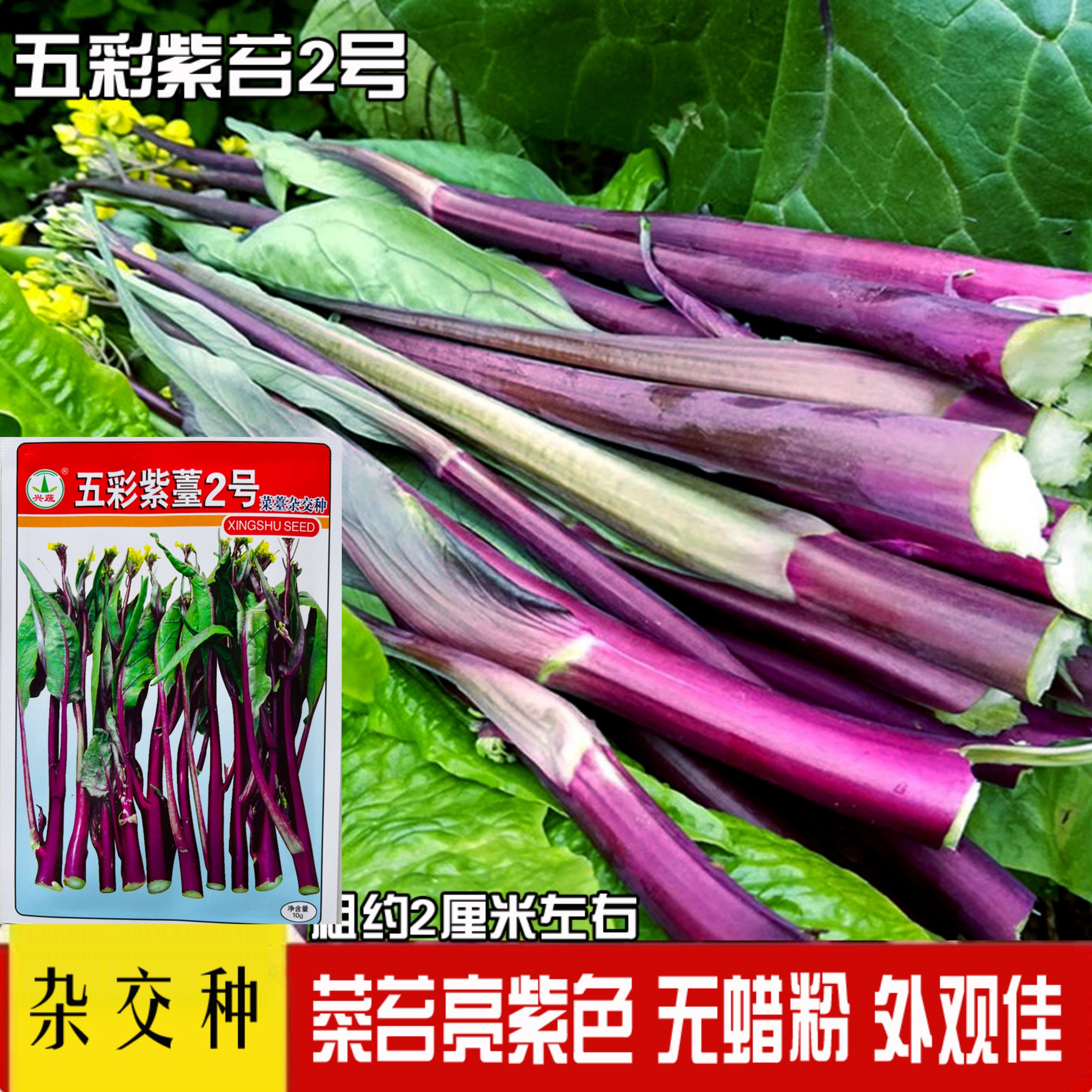 五彩紫苔2号紫菜苔种子早熟红菜苔种籽高产耐寒耐热南方农家菜园