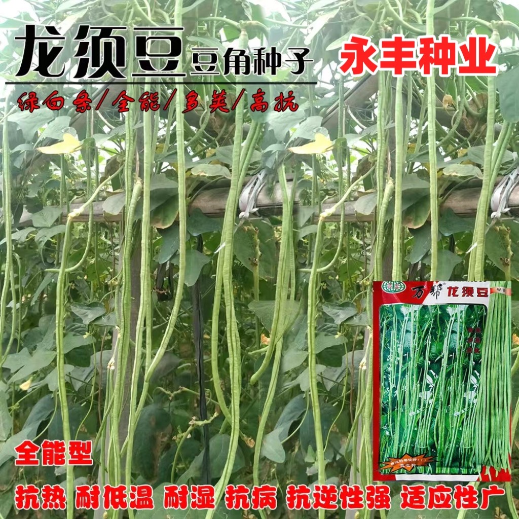 万帮龙须豆种子绿条豇豆角种早熟高产抗病四季豆种孑农家春夏秋播