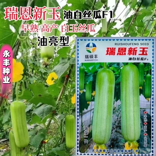 瑞恩新玉白丝瓜种子早熟高产汤汁靓丽味甜春秋播杂交白白油丝瓜籽
