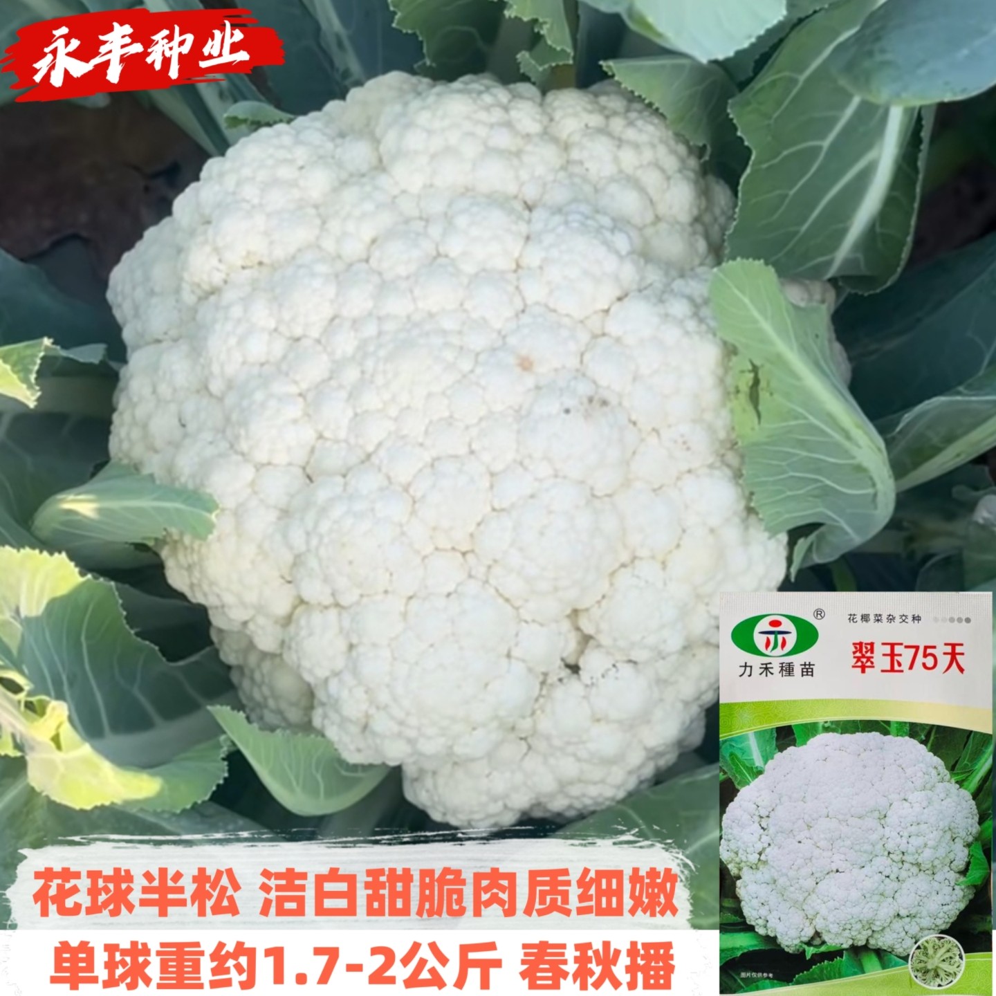 翠玉75/80白色半松花菜种子青梗花椰菜甜脆细嫩春秋播有机西兰花