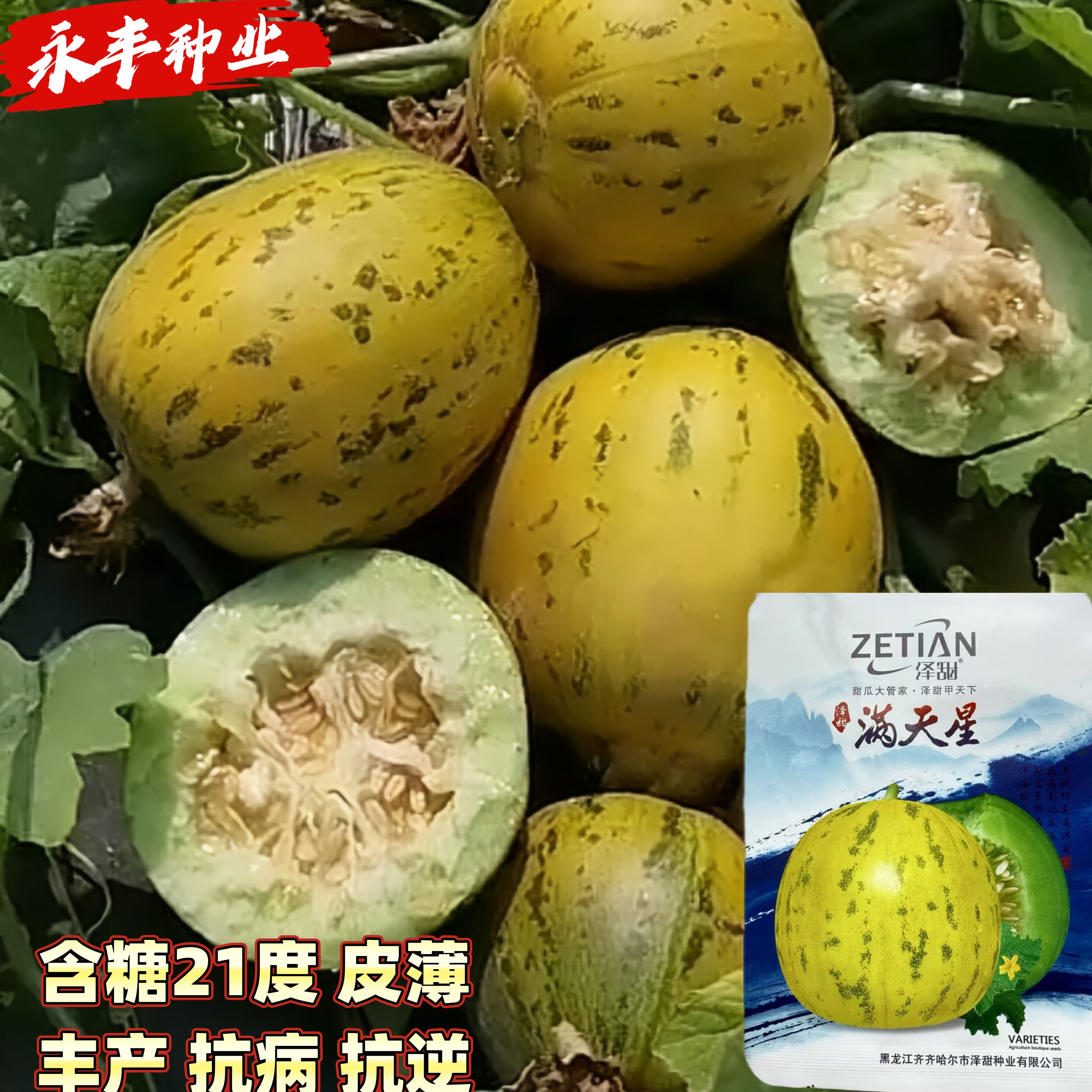 满天星甜瓜种子阔梨花皮高产绿肉高糖清脆甜抗病抗逆薄皮香瓜种子