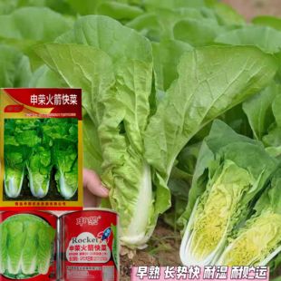申荣火箭快菜种子速生小白菜生长速度快20天上市好吃白菜毛菜种籽