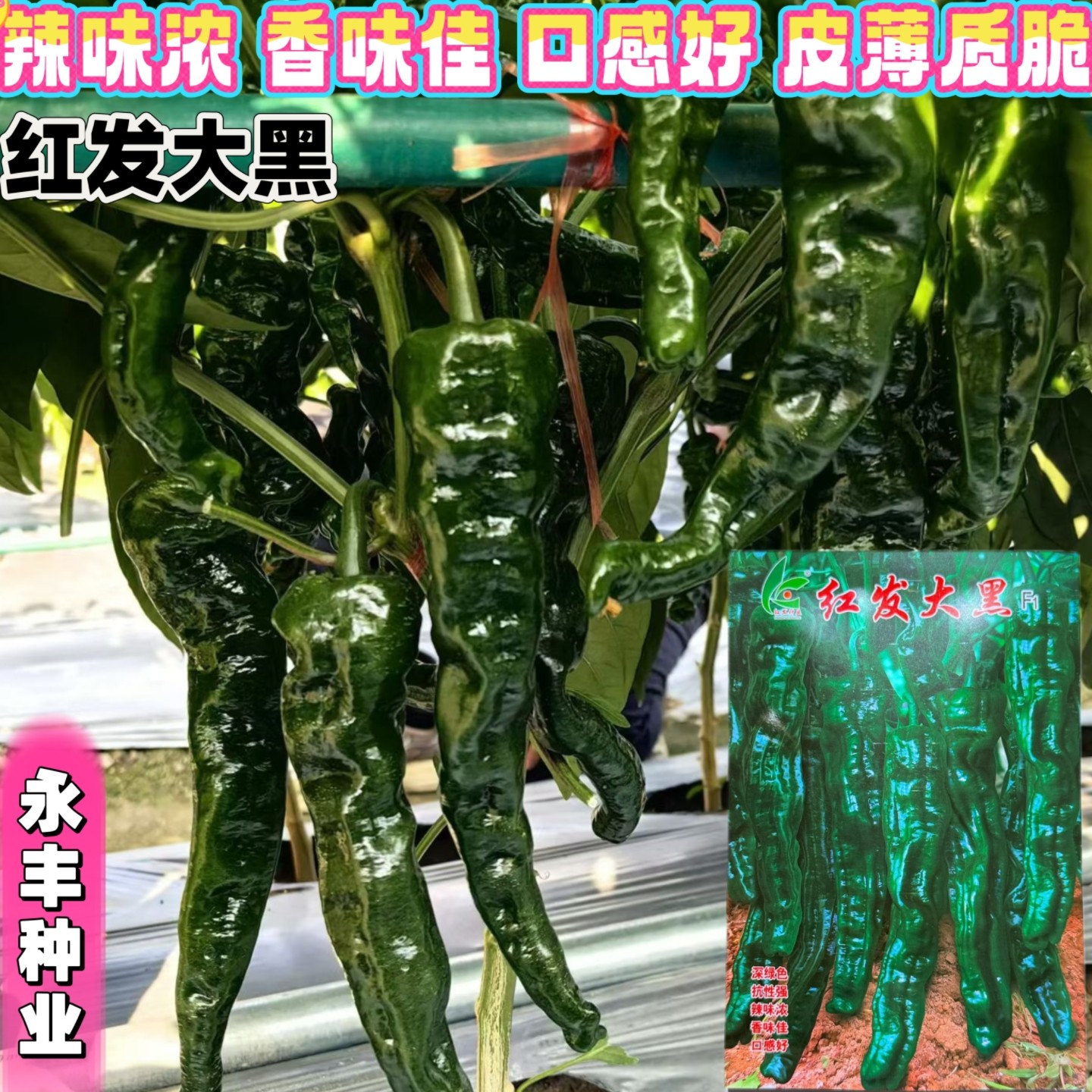 红发大黑羊角皱皱皮辣椒种子辣味浓香味佳皮薄质脆口感好辣椒种籽