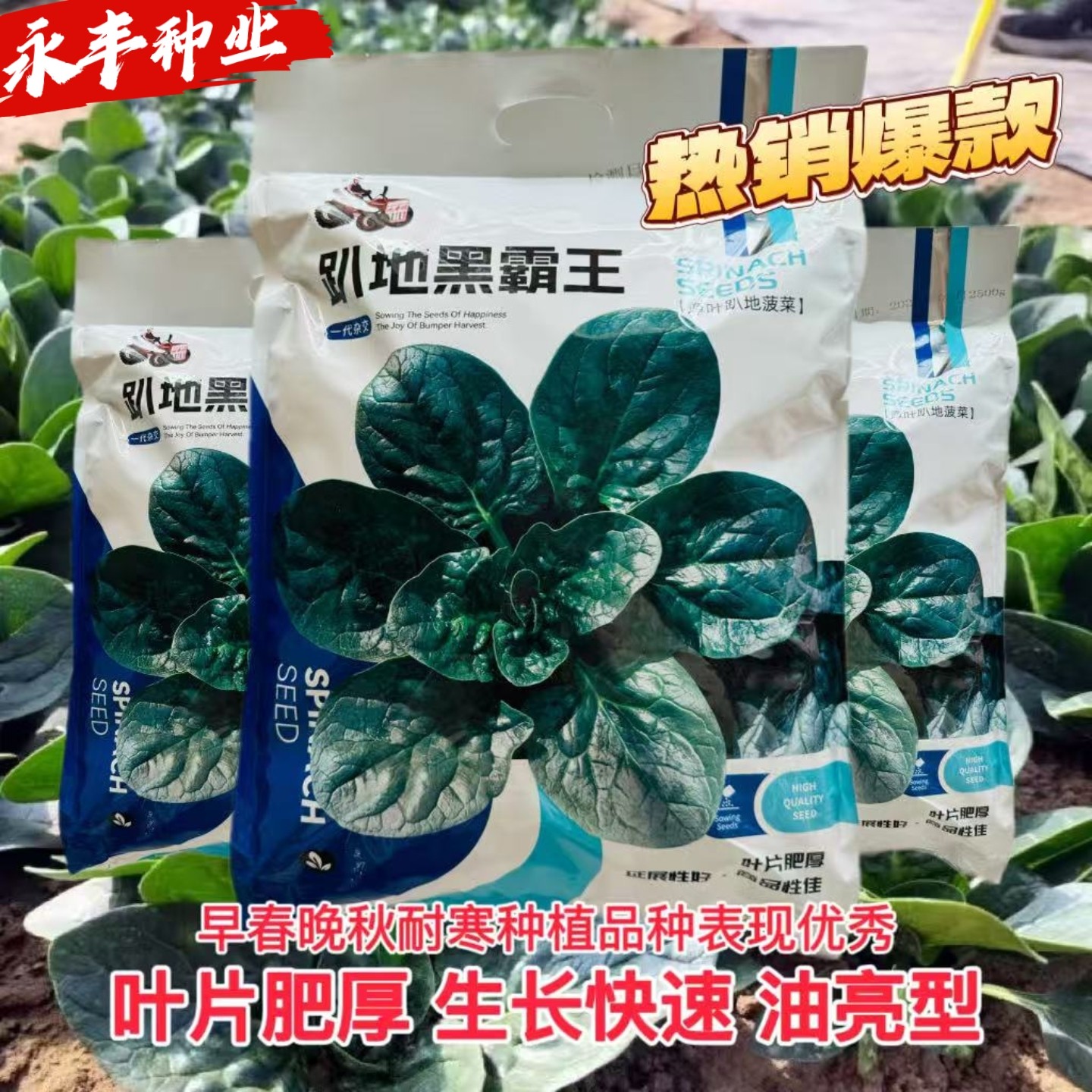 趴地墨霸王菠菜种子一代杂交耐寒抗病高产油亮肉厚菠菜南北春秋播