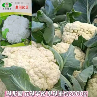 翠玉80天松花菜种子青梗花椰菜高产抗病抗逆性强白花菜籽春秋季播