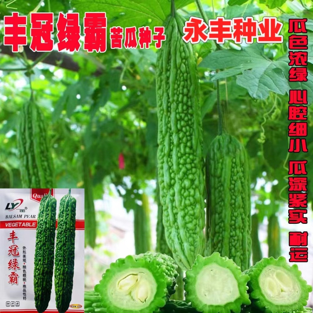 丰冠绿霸苦瓜种子早熟杂交长绿苦瓜种子微苦耐热早熟长苦瓜春秋播