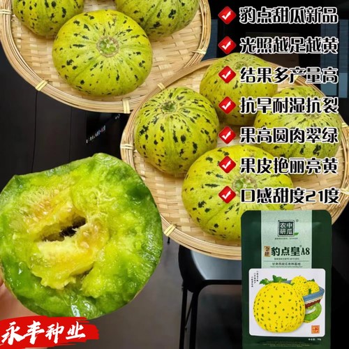 豹点皇甜瓜种子高糖早熟花皮绿瓤抗病高产耐裂特香种子北方甜瓜