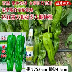 萧新199薄皮大灯笼辣椒种子早熟微辣青椒质脆口感好丰产抗病春秋
