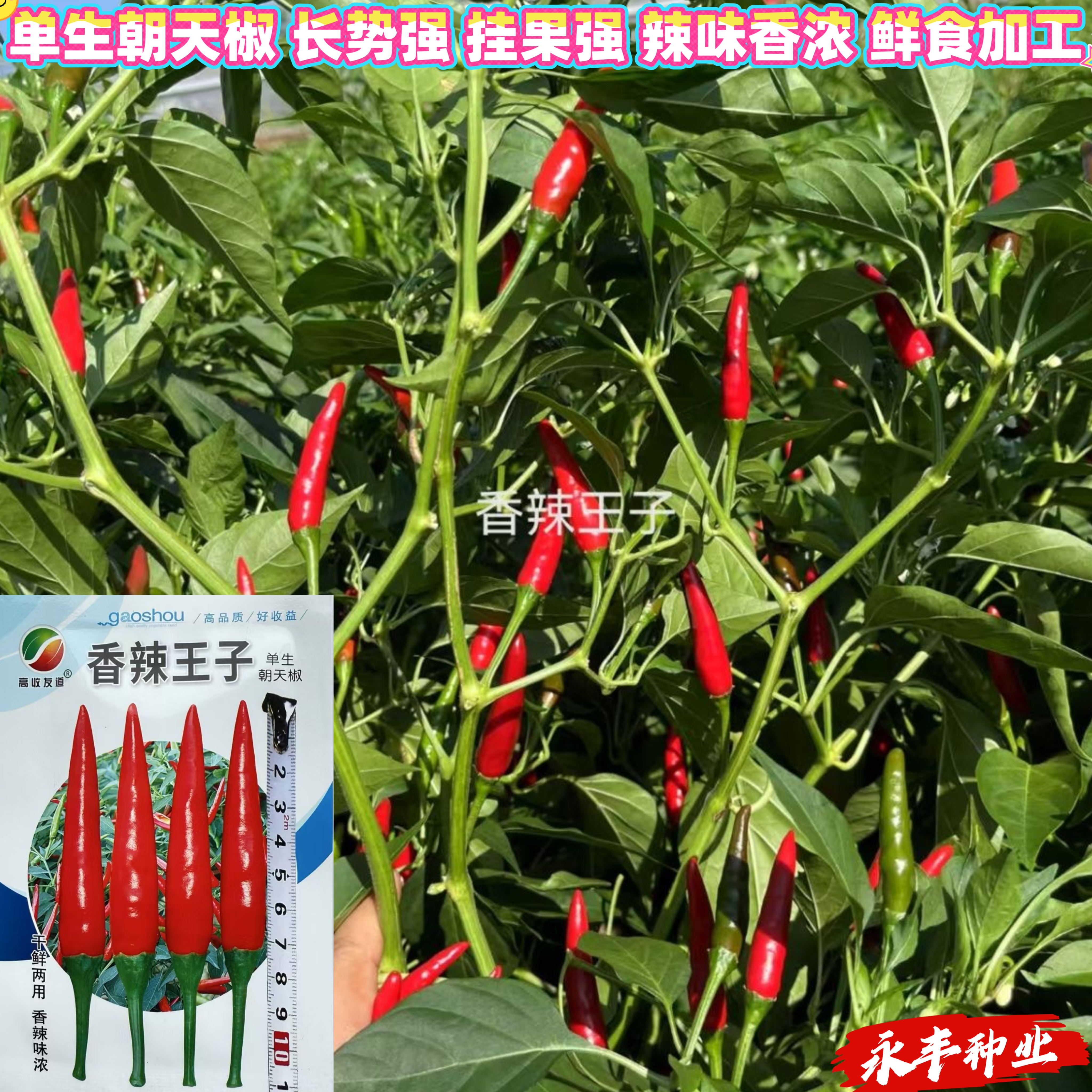 香辣王子单生朝天椒种子辣味浓挂果强生长强干鲜辣椒籽基地春秋播