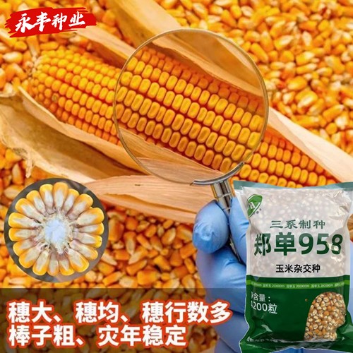 郑单958玉米种子三系高产抗病农家穗大粗大棒夏季大田种玉米种籽