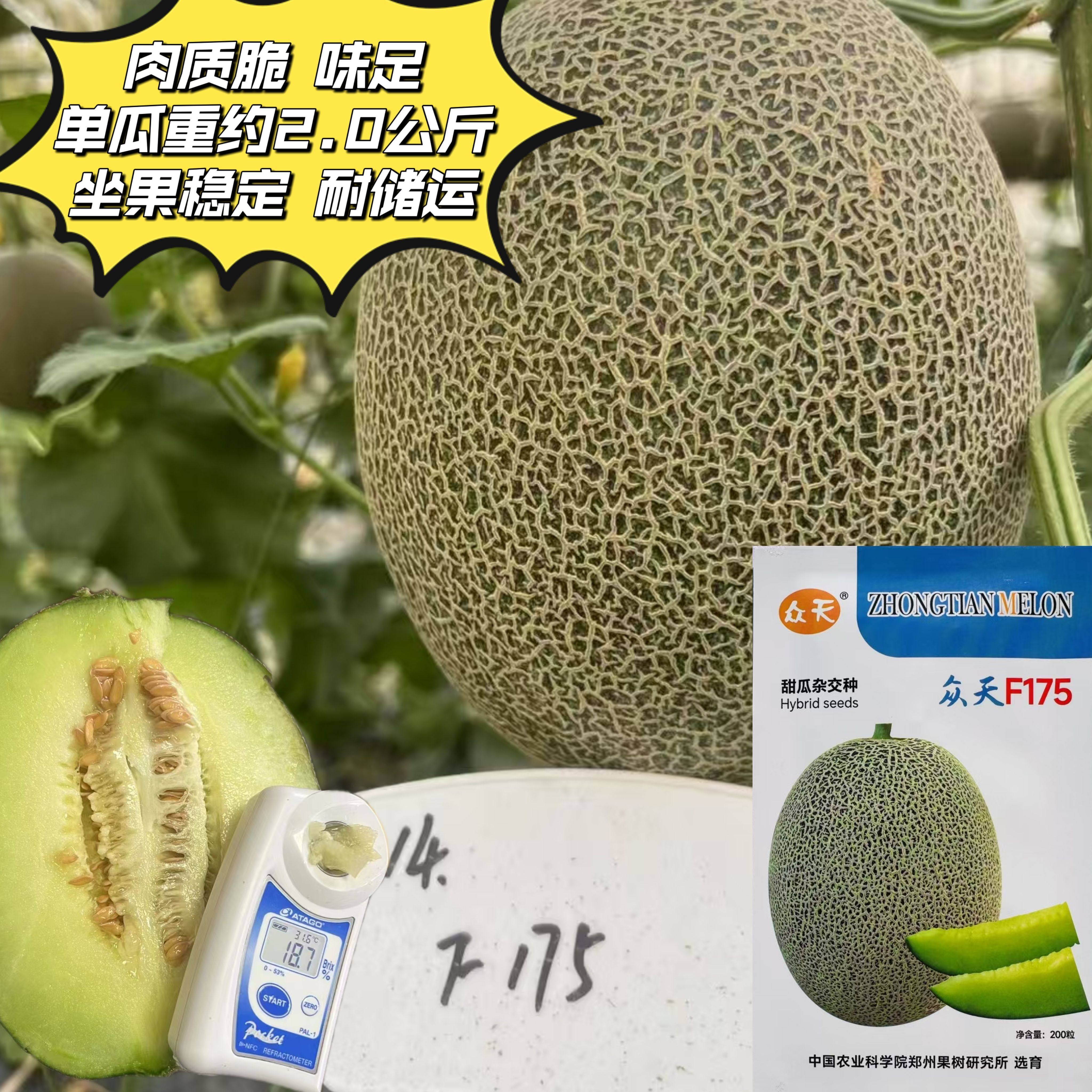 众天F175网纹甜瓜种子高糖绿肉质脆风味足耐储运哈密瓜种子春秋播