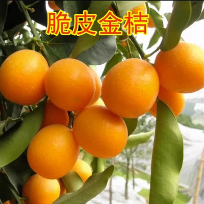 脆皮金桔带果发货盆栽树苗四季果树可食用橘子苗脆皮金橘室外常绿