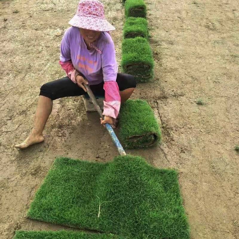 带泥土真草坪马尼拉四季青果岭草草坪地毯草庭院绿化草皮草坪种子