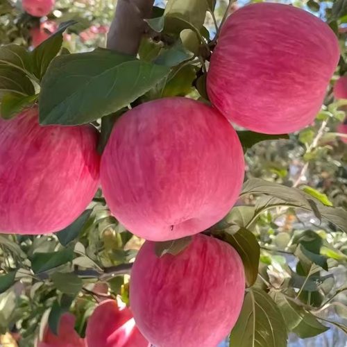 米脂山地果园直发75-80富士