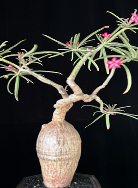 【花溪木夏】索马里沙漠玫瑰Adenium somalense