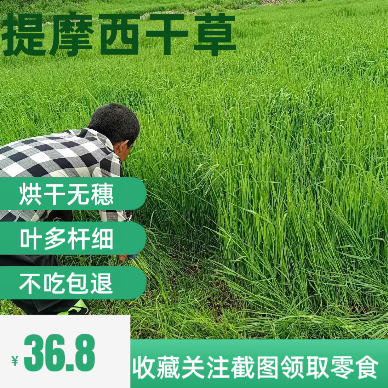 兔子草新草段北提烘干提草兔粮兔子干草荷兰猪草饲料干草提摩西草