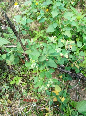 新鲜心叶黄花稔吸血草小桐麻白痴头婆圆倒地麻草黄花仔硬枝索花仔