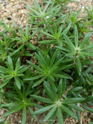 现采新鲜毛马齿苋禾雀舌午时花肩烂草青刀药小花五时合半枝莲太阳