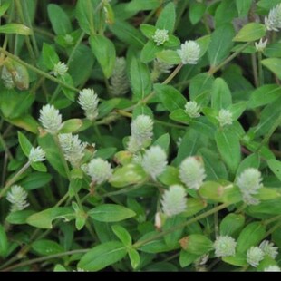 新鲜现挖野外银花苋鸡冠千日红假千日红白花夏枯草红伏生圆子花